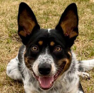 Meet your Posher, Bailey